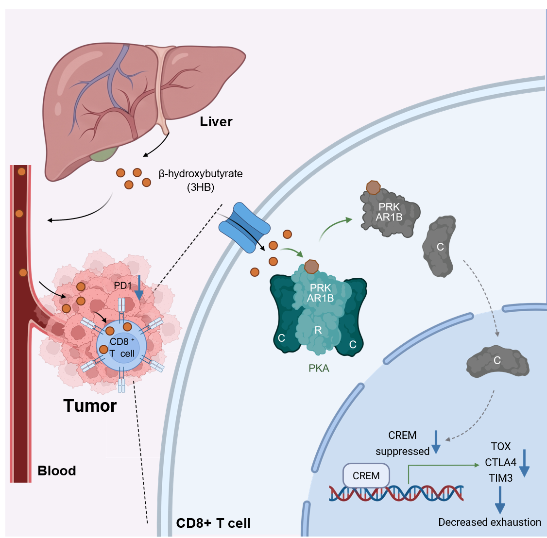 Aging microenvironment induces CD8⁺ T cell exhaustion by suppressing hepatic β hydroxybutyrylate synthesis